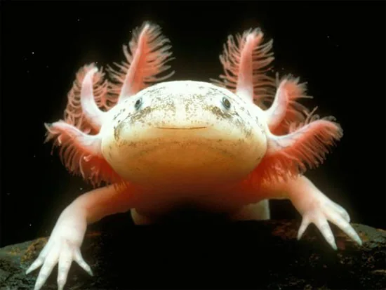 Axolotl salamander with its external gills visible