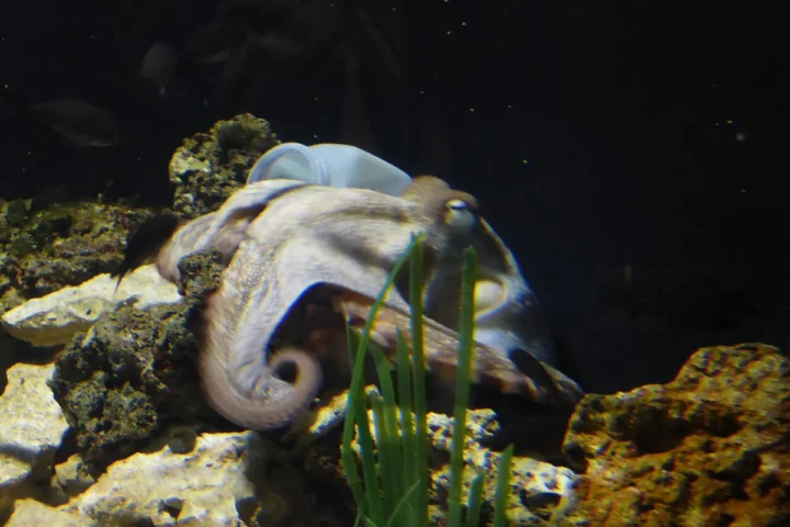 Common octopus photographed at Sea Life Munich