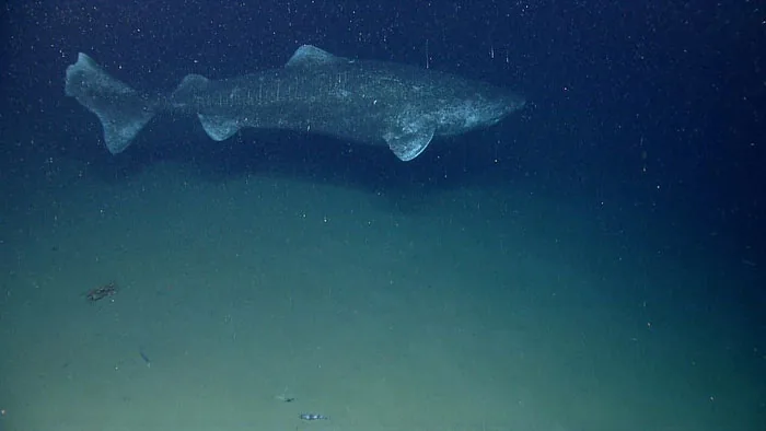 Greenland shark photographed in its marine environment