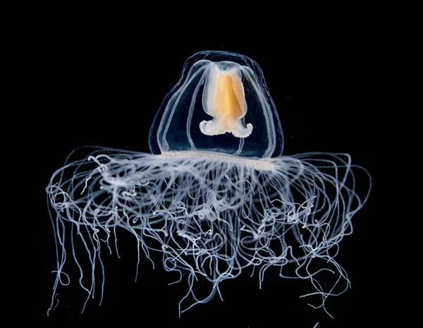 Small jellyfish illustrating Turritopsis life-cycle research