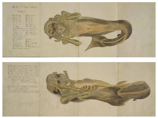 Historical illustrations of artificial mermaid specimens