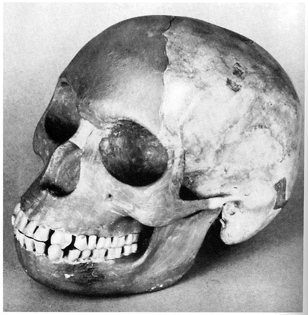 Reconstructed skull and jaw associated with the Piltdown forgery