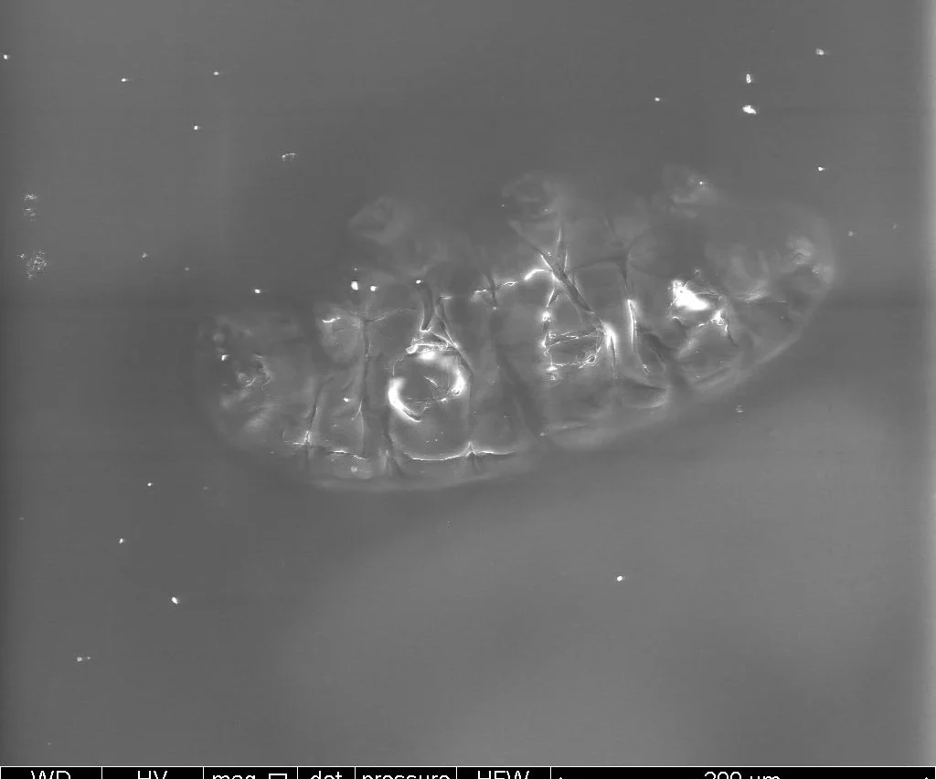 Scanning electron microscope view of a tardigrade from underneath