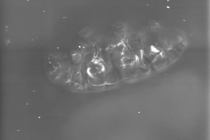 Scanning electron microscope view of a tardigrade from underneath