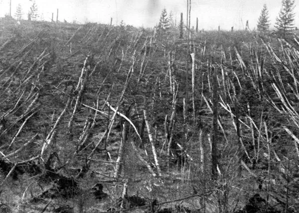Trees flattened in the forest affected by the Tunguska airburst