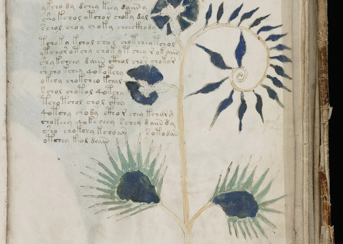 Plant illustration and unknown script on Voynich manuscript folio 56r