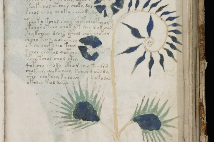 Plant illustration and unknown script on Voynich manuscript folio 56r